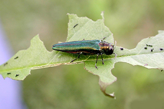 Uploaded Image: /uploads/Invasives Blog/EmaraldAshBorer_small.jpg